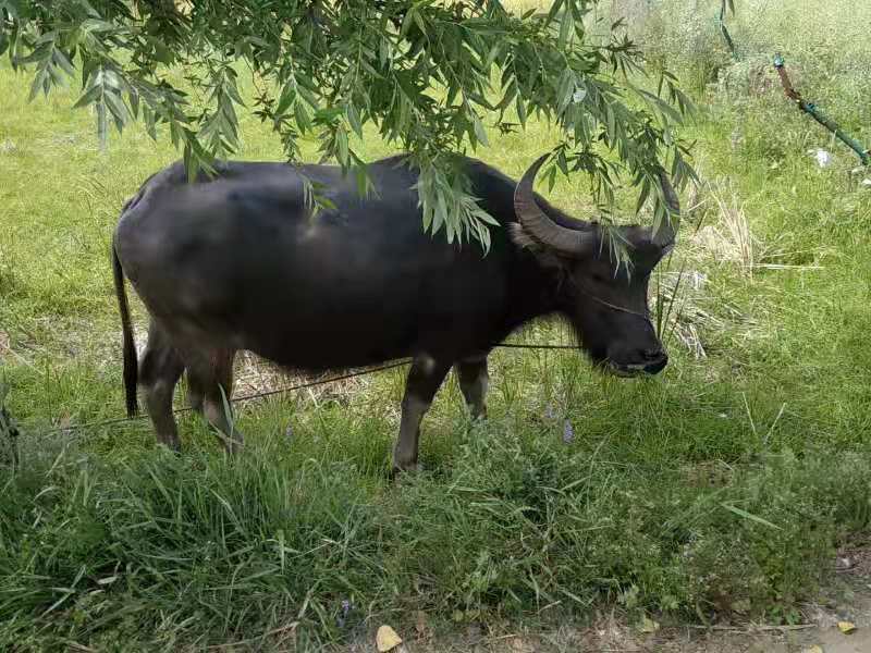 淮南乡土|寻访古井(吴井篇)
