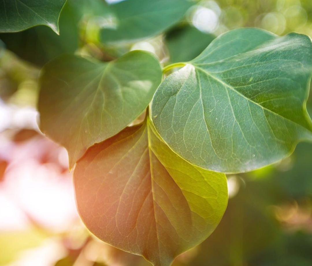 表达夏天热的诗句,古诗中描写天气很热的诗句