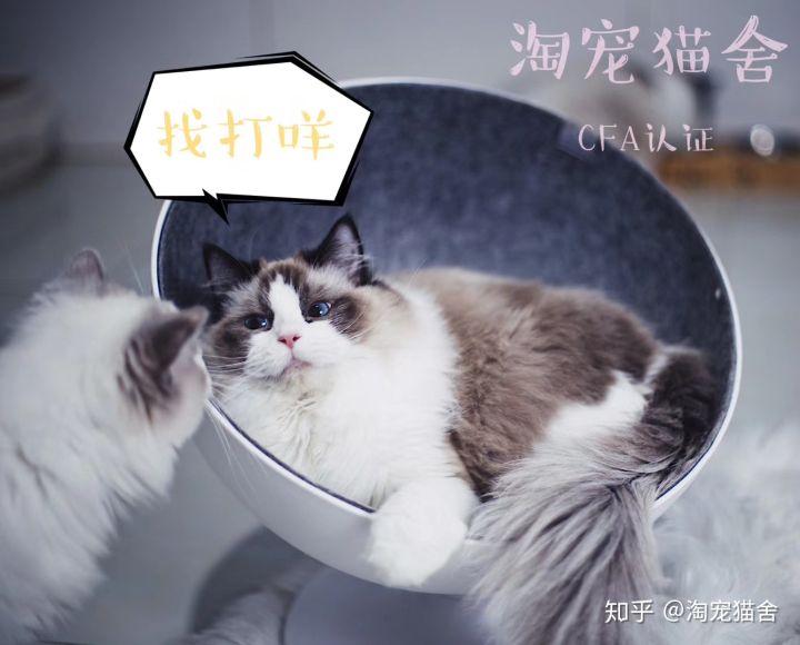 养一只布偶猫是什么感受啊,布偶猫好养吗有什么优点