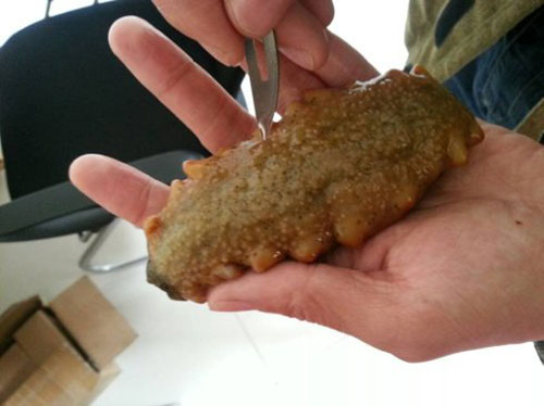 买海参的十大注意事项 (买海参的基本知识)