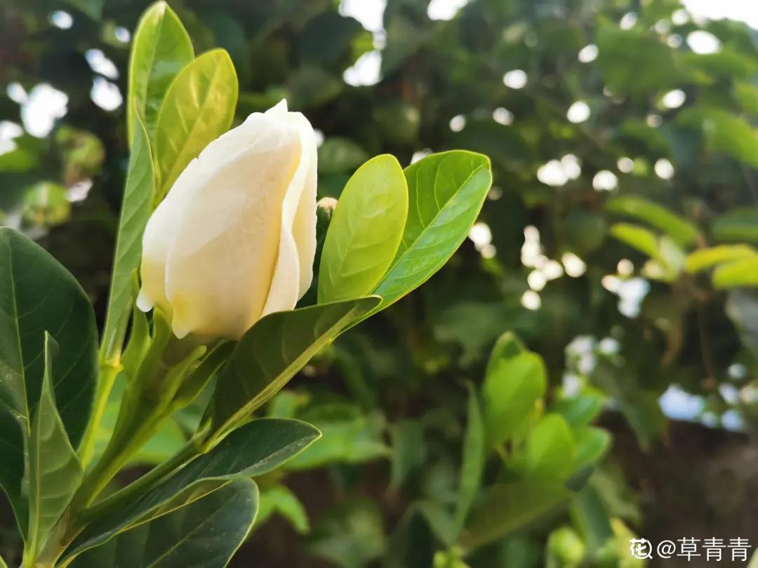 花买回来叶子蔫了怎么办,花掉花苞有什么好方法吗