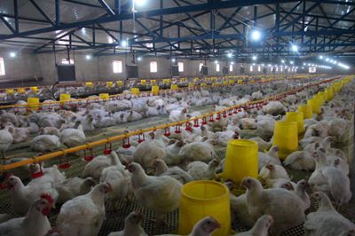 肉鸡养殖场地面怎么清洁,肉鸡舍空舍消毒