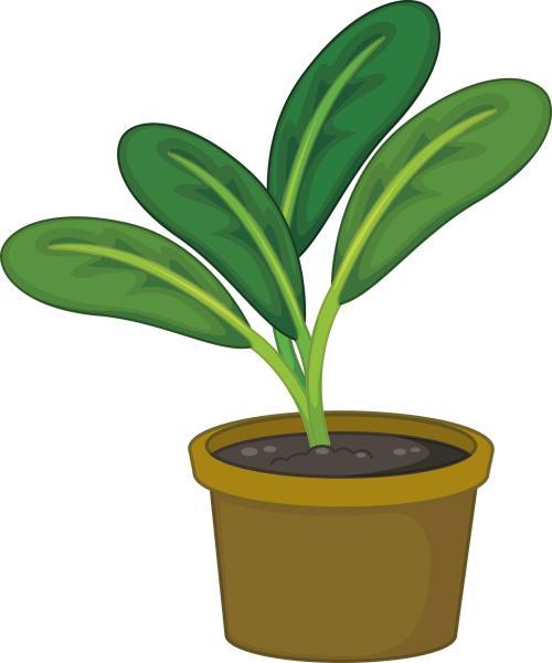 碧玉花的养护,碧玉养护方法及注意事项