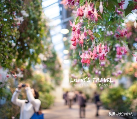 日本关西京都奈良旅游,日本关西自由行之奈良