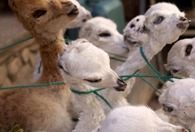 世界上唯一的“女巫市场”，售卖的东西千奇百怪，常人无法理解