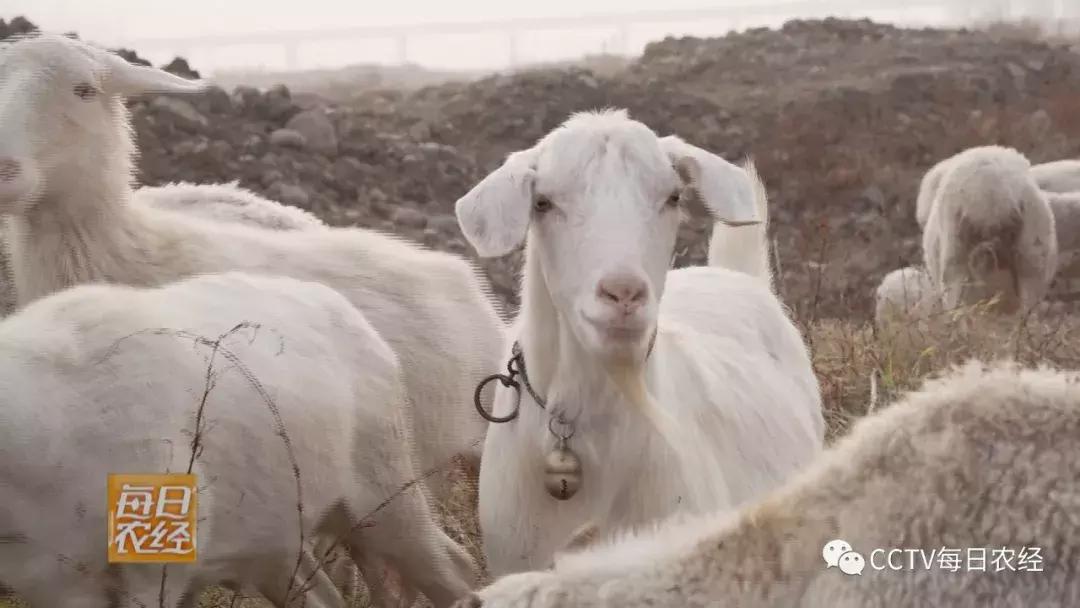 吃得了杜仲，卖的出价钱的羊