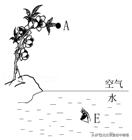 光现象初中物理北师大版知识点,物理中考光现象真题