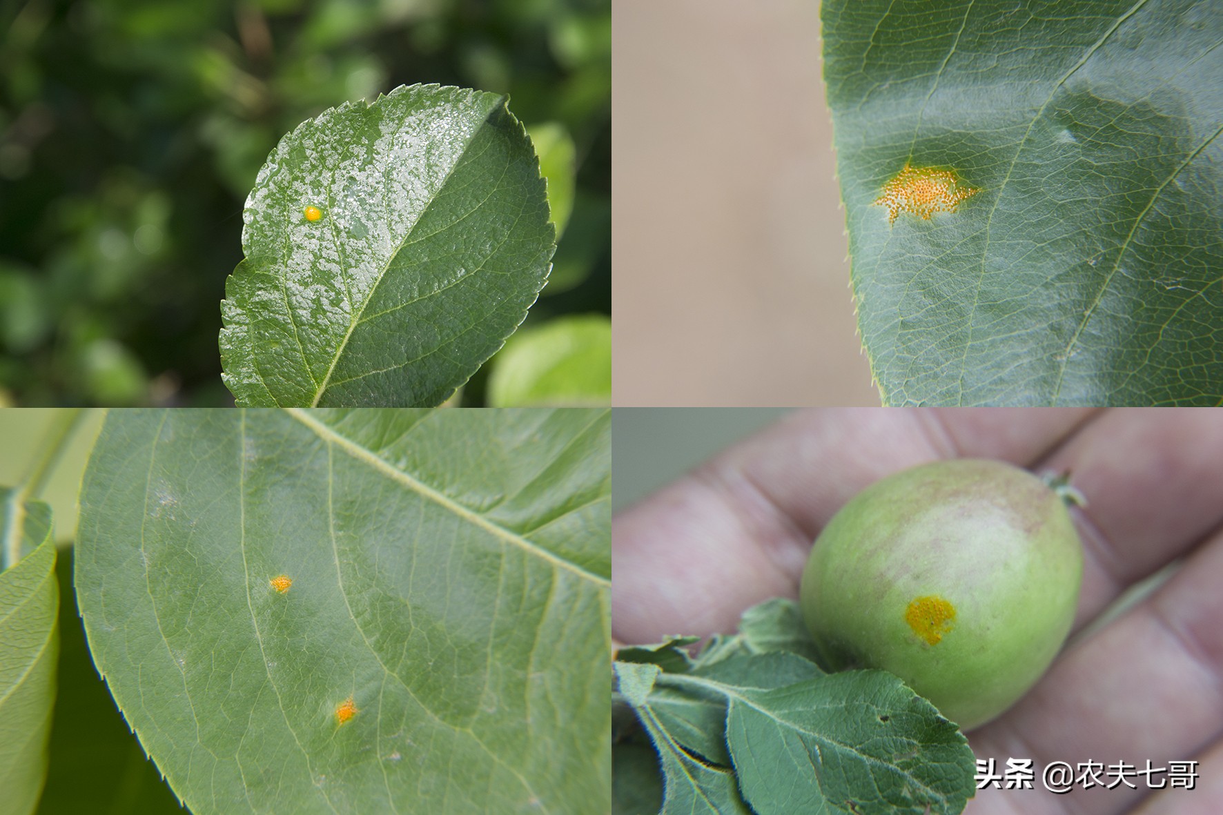 苹果斑点落叶病如何施药,苹果叶片黄了是怎么回事