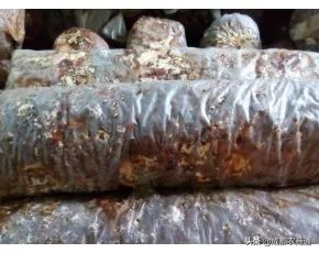 香菇种植技术培训教程,椴木香菇种植与管理