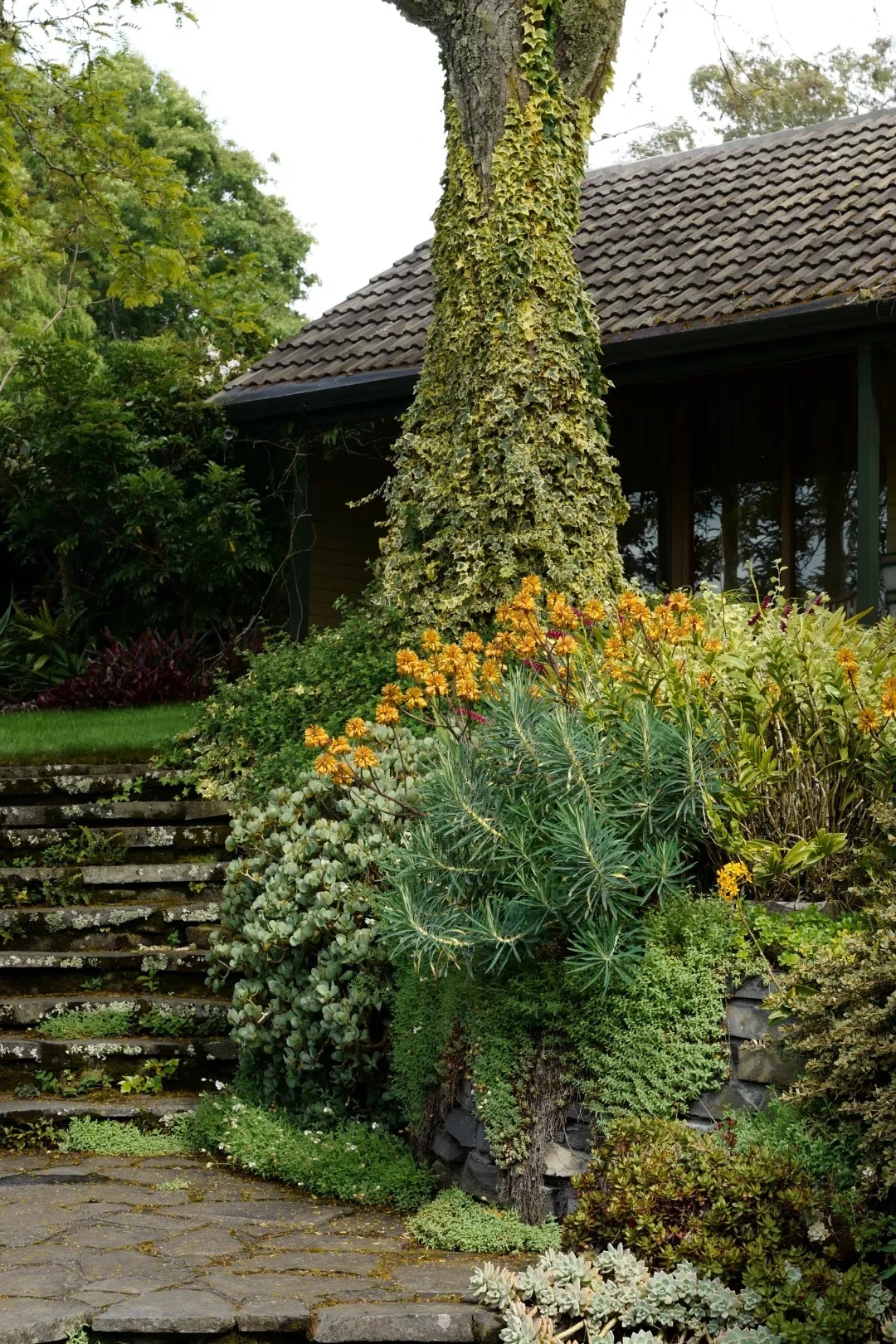 院子种什么爬藤最好,适合院子里种的爬藤植物