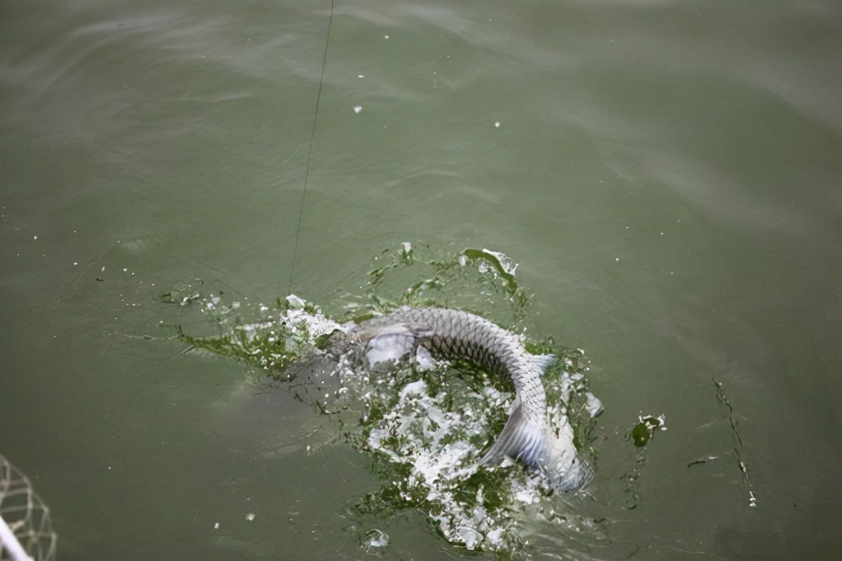5.4鱼竿钓青鱼配几号线组,钓青鱼怎么样选择浮漂