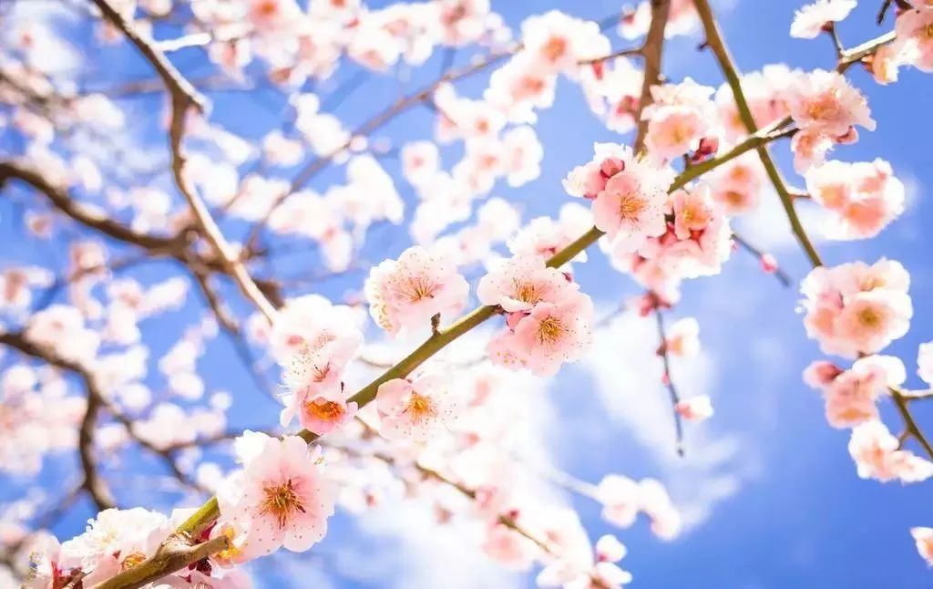 各国国花及花语英文,世界各国的国花资料