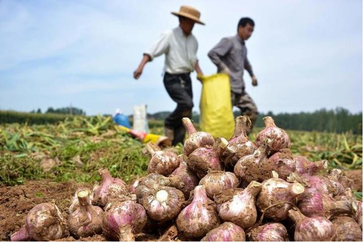 怎么卖大蒜赚钱,卖大蒜挣2亿