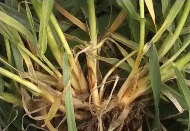 小麦缺肥发黄怎么办,小麦根发黄是什么病