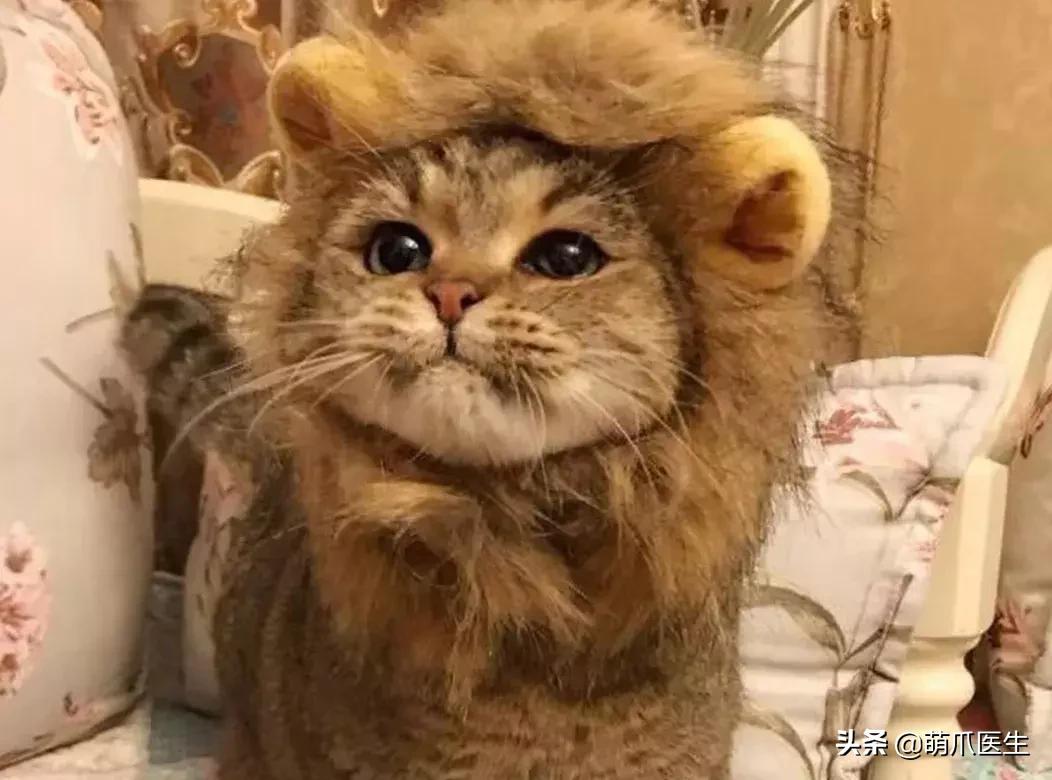 领养一只猫真的很难吗,领养很难