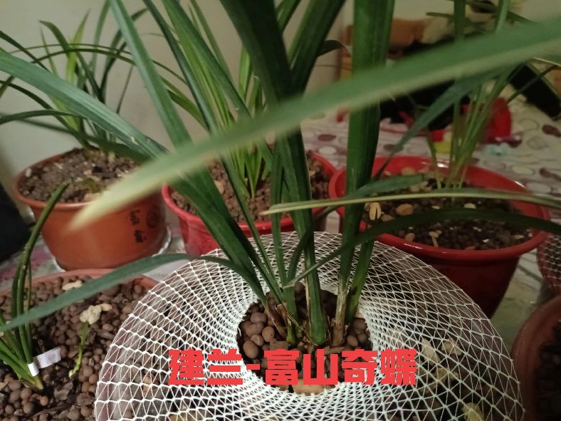 建兰怎么才能养好,不知不觉养了这么多宠物