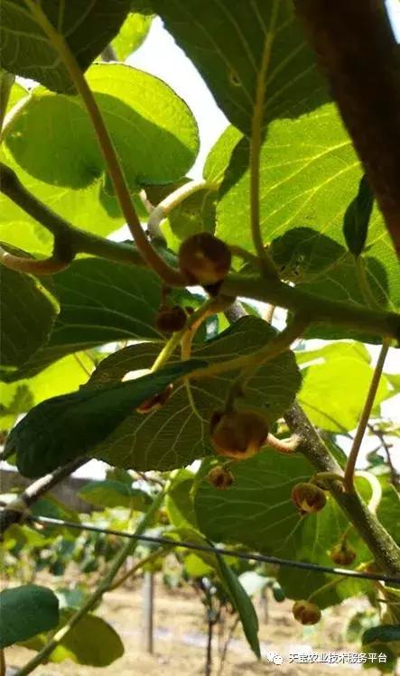 猕猴桃花果期怎么管理,一年猕猴桃树怎么管理