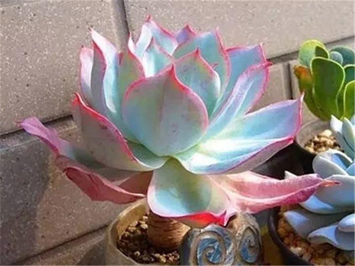 100种常见多肉的养法图片大全,60种好度夏的多肉植物