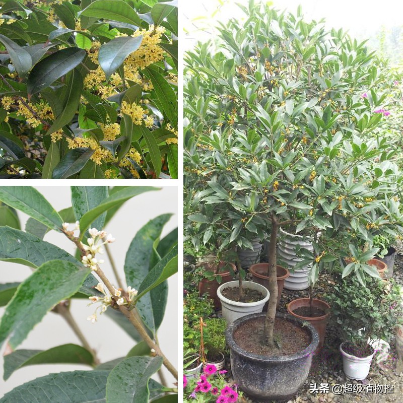 四季开花的香花植物,列举6种香花植物