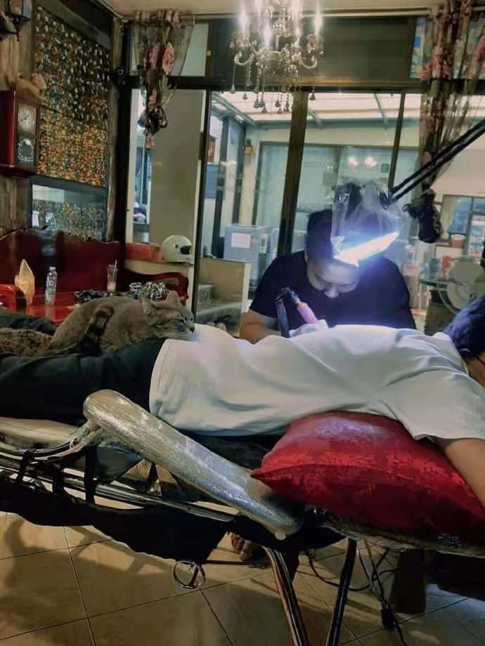 全网都以为复旦大学的猫被偷了，几天后…气得想骂猫