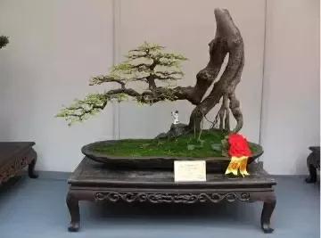 想做盆景的可以做什么,想做盆景有前途吗