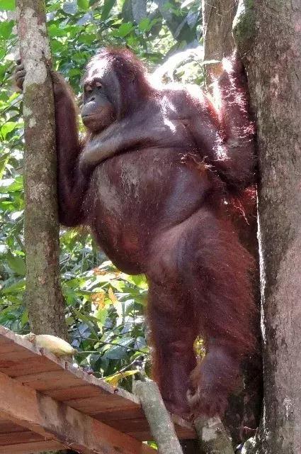 她被非人囚禁6年做*奴性**，每天擦口红喷香水……人性有罪恶极限吗？