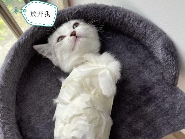 猫咪几个月后开始不可爱,猫咪几个月以后就养不熟了