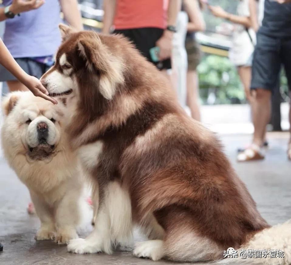 曼谷BigDogCafe|想把每一只狗狗偷偷打包带回家！