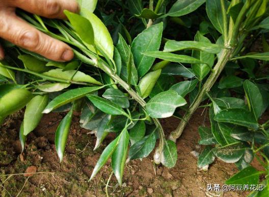 北方柑橘怎样枝繁叶茂,盆栽柑橘怎么避免黄叶