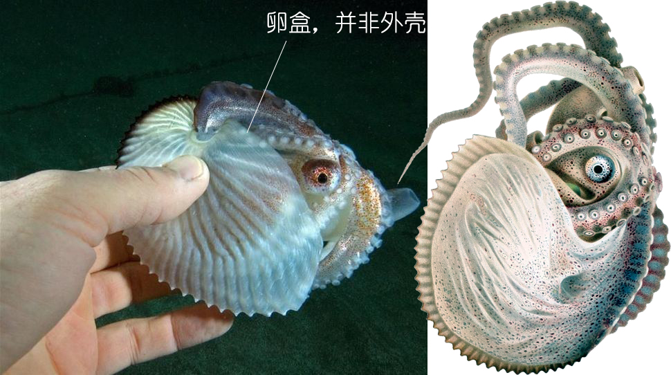 怎么区分章鱼八爪鱼鱿鱼墨鱼乌贼,章鱼鱿鱼墨鱼都是软体动物吗