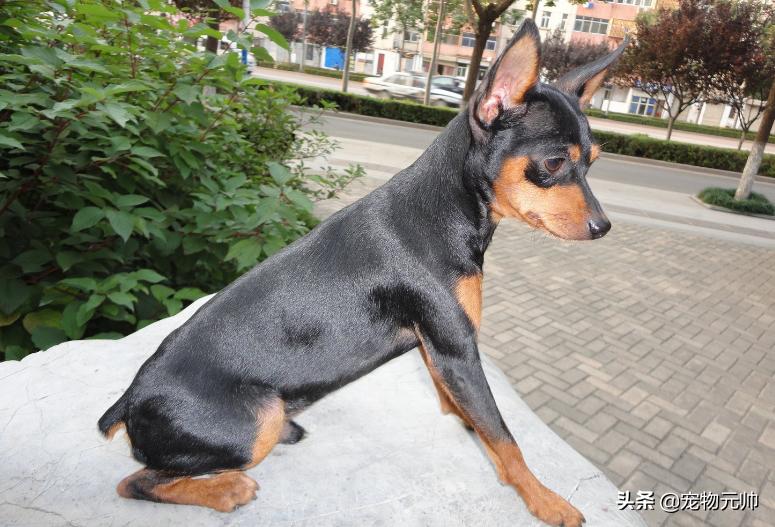 可爱的小型犬,可爱好养的小型犬