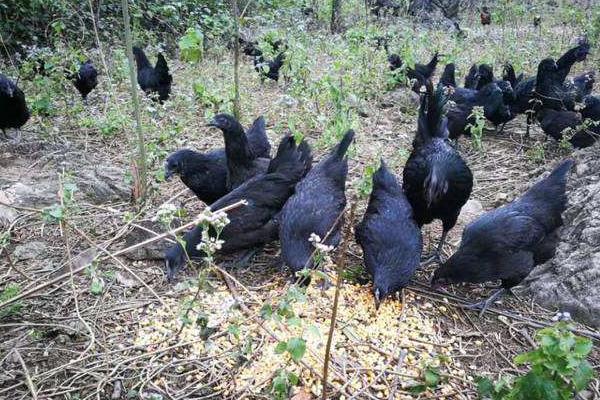 散养绿壳蛋鸡饲料配方,笼养蛋鸡要什么饲料最好