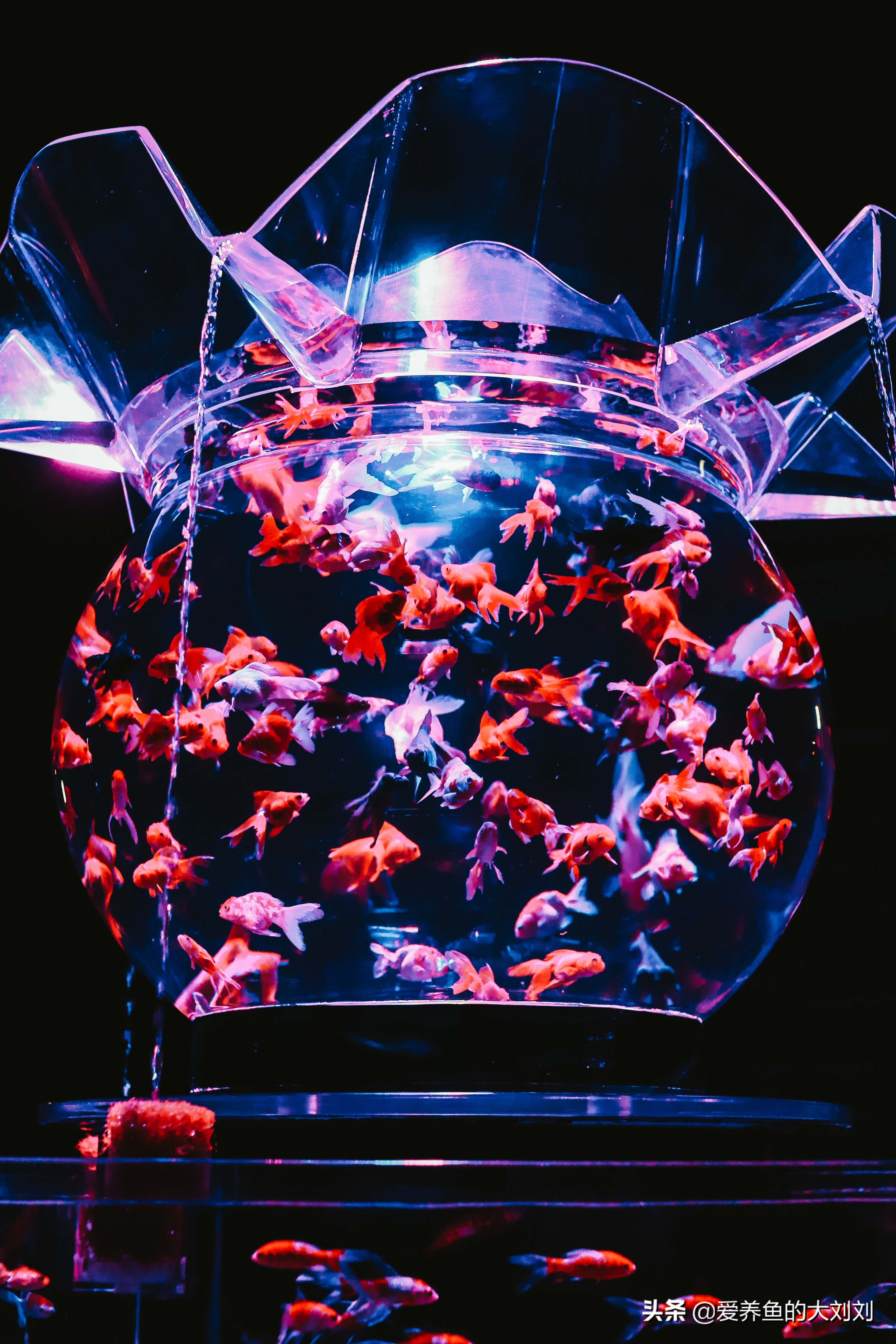 现在金鱼吃什么好养,金鱼用什么饲料养比较好