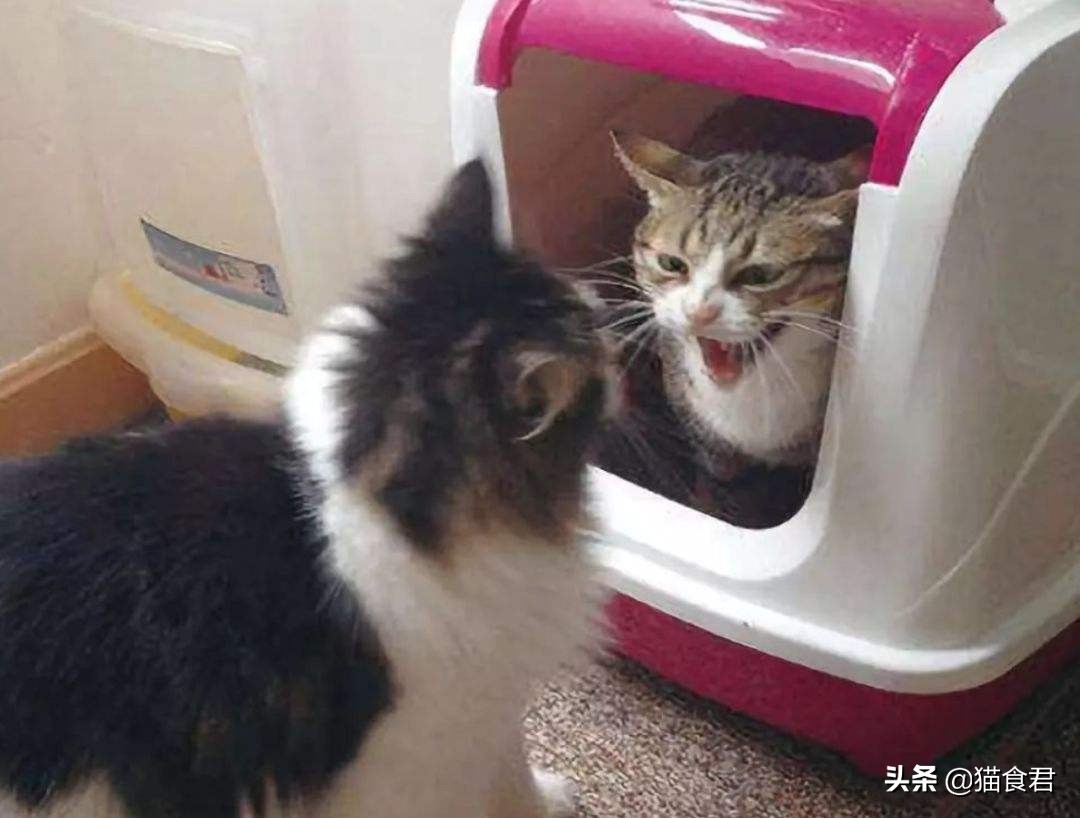 猫咪患上焦虑症该怎么办？利用好这几点，让你有效缓解猫咪的焦虑