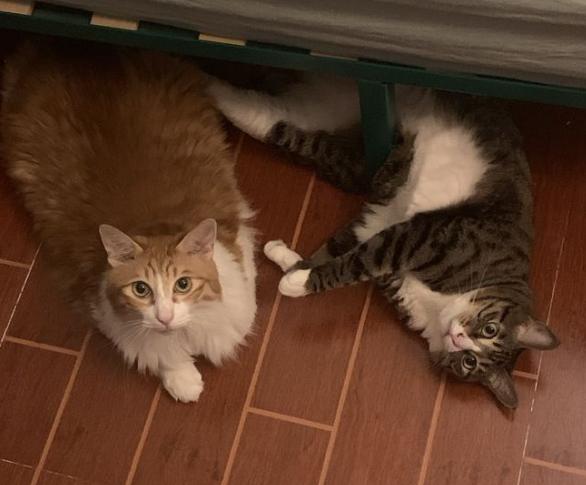 养的猫咪死了真的还能再相遇吗,经历了猫咪生病去世你还想养猫么