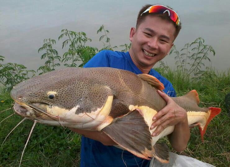 红尾鲶厉害吗,李大毛钓红尾鲶