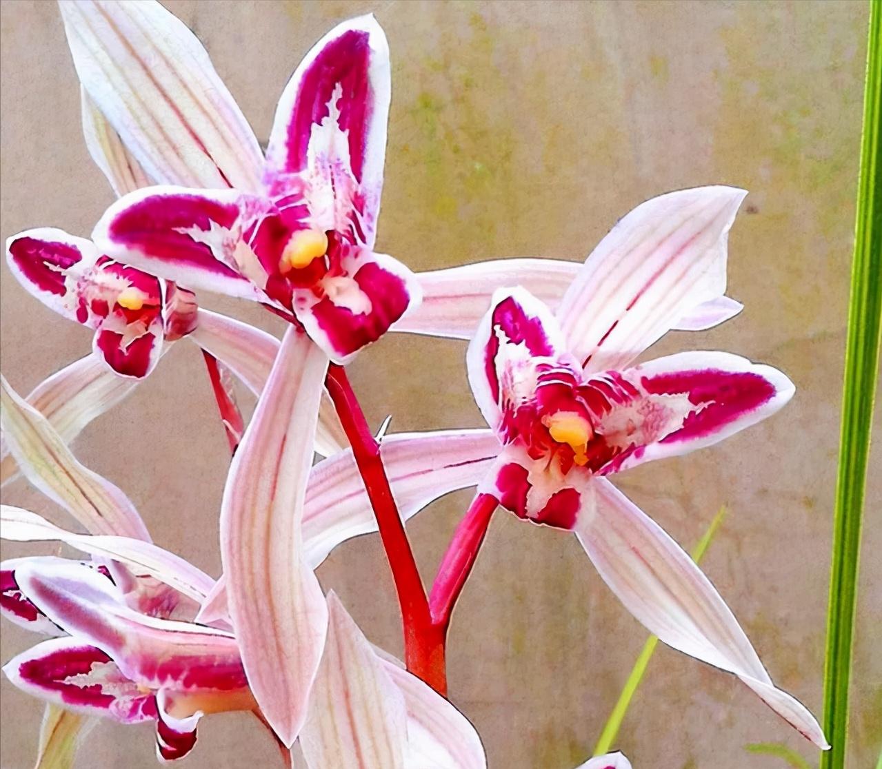 当下比较值钱的兰花有哪几个品种,有价值的兰花品种排名前十