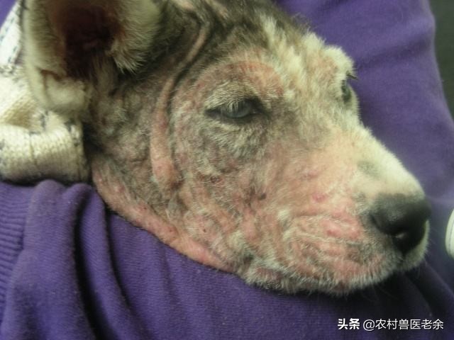 猫狗皮肤病怎么处置,宠物猫狗身上痒怎么办