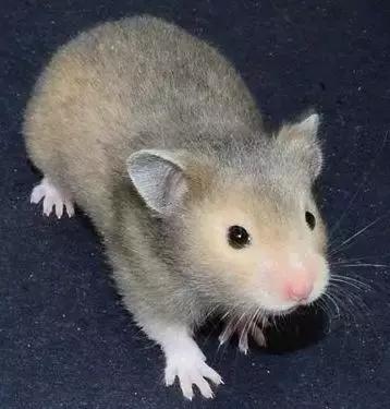 仓鼠的种类习性详细介绍,仓鼠有哪些亚种种类