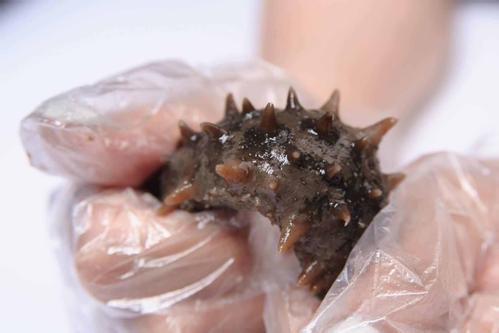 海参的含蓄说法 (做海参的一些套路)