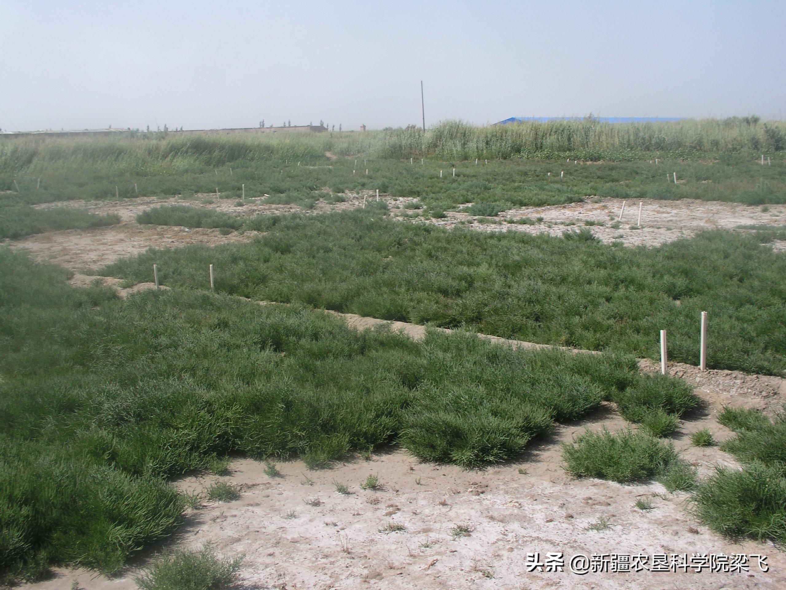盐碱地小麦什么时候浇返青水最好,小麦地盐碱化