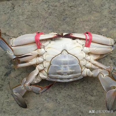 青岛市场帝王蟹种类,海鲜市场都有什么海蟹品种