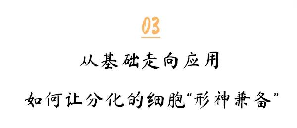 付向东神经元,付向东神经再生