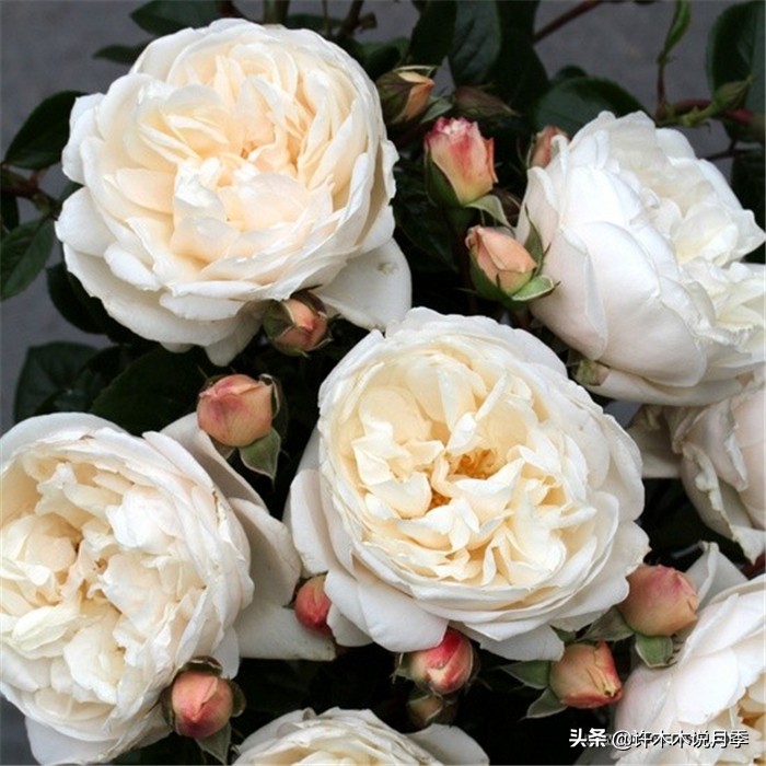 网购月季应该怎么种植?月季移栽后出现黄叶、枯萎是什么原因呢?