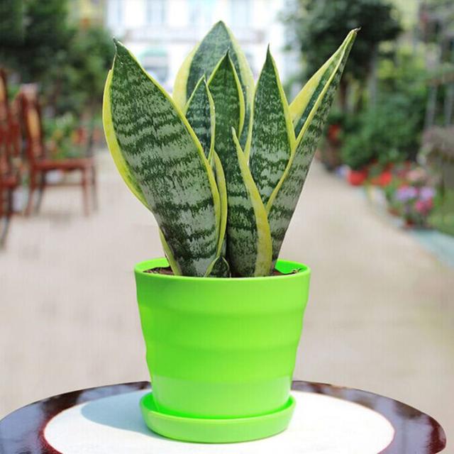 虎皮兰叶片发软还能恢复吗,虎皮兰叶片冻了根能成活吗