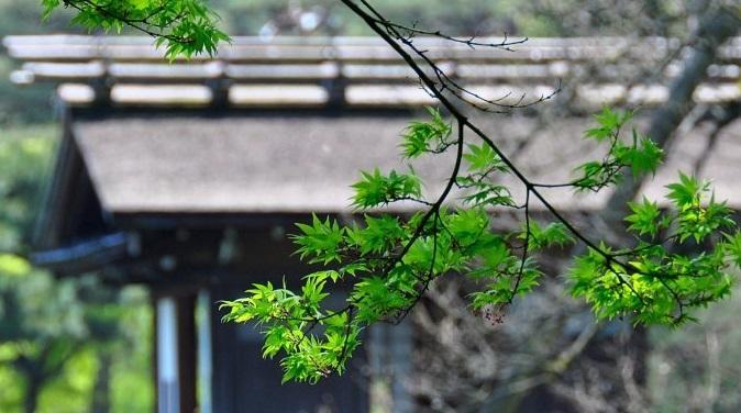 律诗中的颔联和颈联必须对抗吗,律诗中的颈联颔联指哪几句