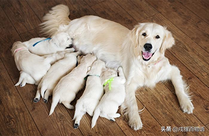 老年狗太瘦了怎么调养,狗太瘦怎么补最快增肥