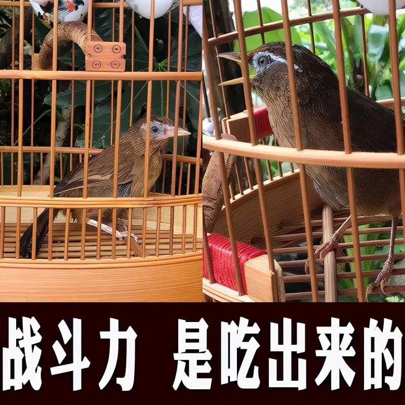 画眉鸟不叫了怎么办,画眉鸟不叫怎么办