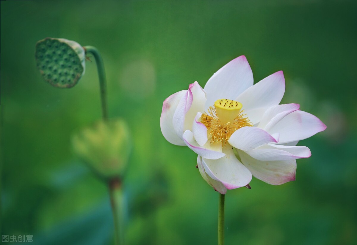 棠梨煎雪，芳华待灼，愿世间所有美好，都与你不期而遇