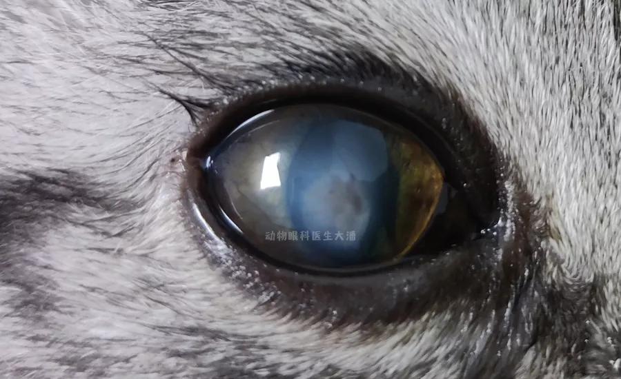 猫咪角膜溃疡，眼睛上圆形凹陷，滴药后痊愈